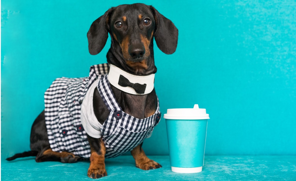 barista dog with coffee