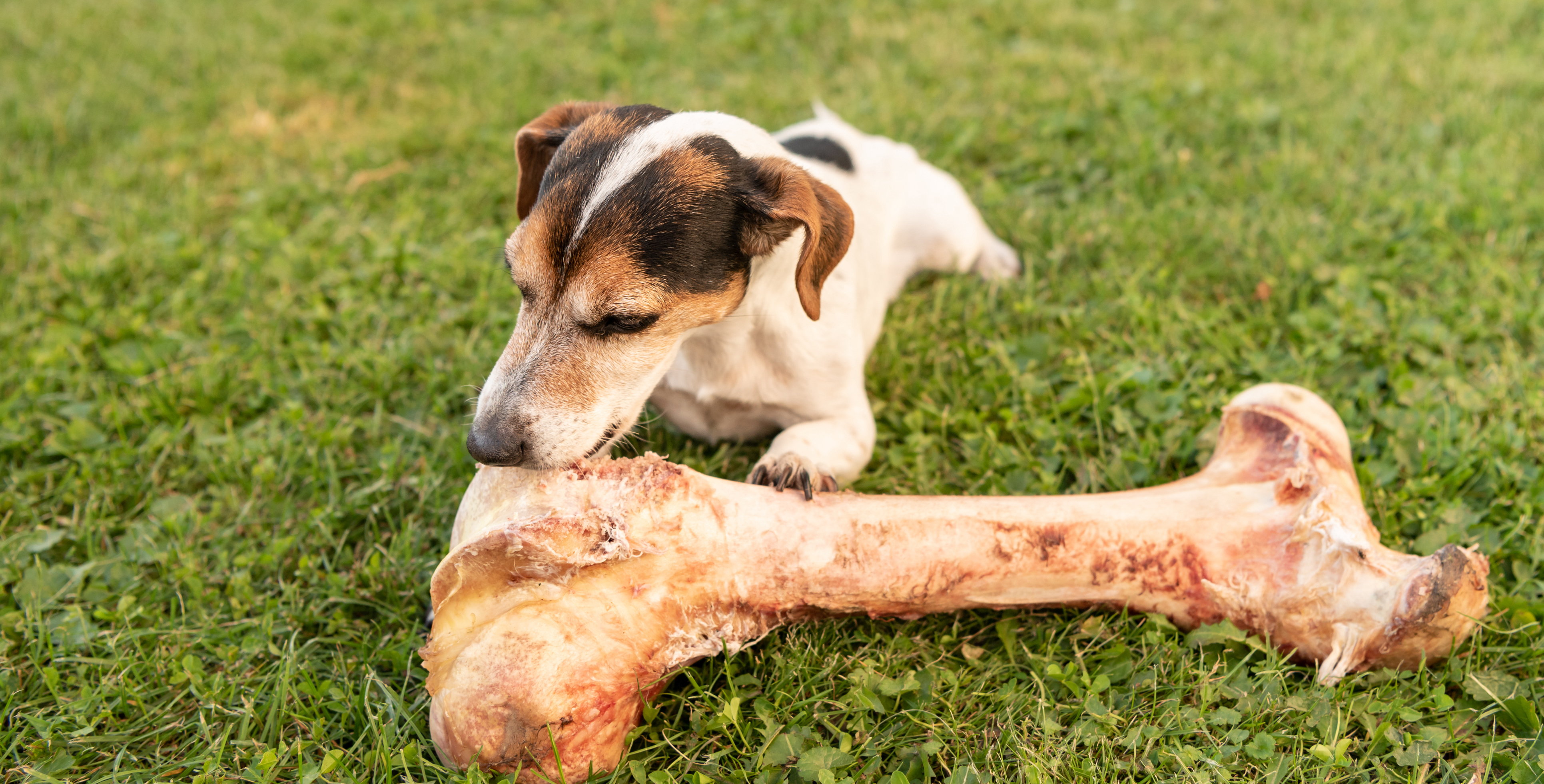 jack russell terrier with a bone